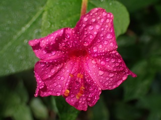 P1144983a.jpg